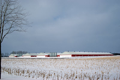hog barns in winter