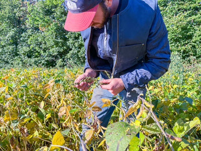 Farmer examining weed in soy field