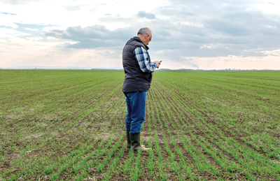 Farmer standing in field looking at cell phone