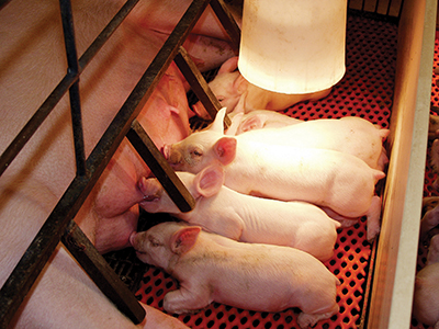Baby pigs nursing