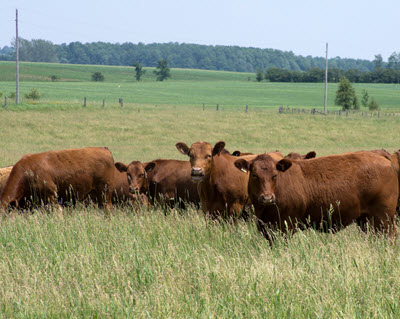 Beef Cows standing in pasture