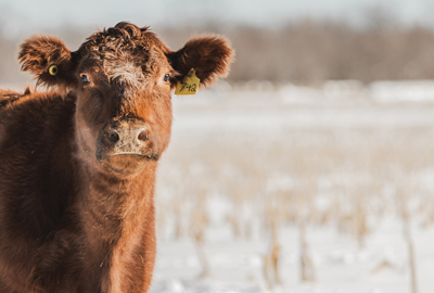 Cow in field in winter