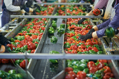bell peppers being inspected in food processing facility