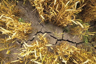 close up of dry cracked dirt in wheat field
