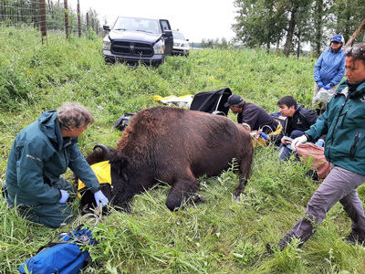 Bison unconscious in field receiving vet care