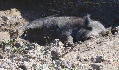boar wallowing