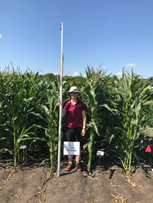 women in corn field holding measuring stick