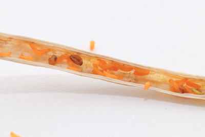 cross section of midge larvae pod