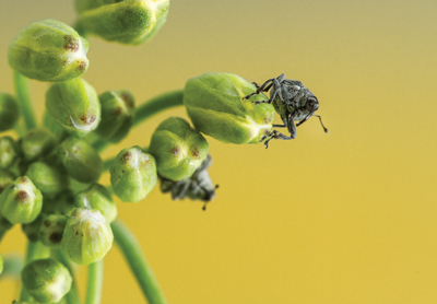 Cabbage seedpod weevil on a plant
