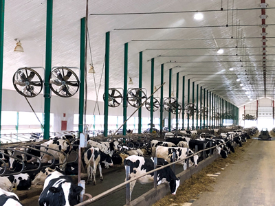 Dairy cattle in barn
