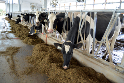 Dairy cattle feeding in barn
