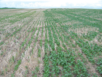 comparison of canola field with and without phosphorus fertilizer