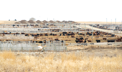 Prairie Beef Farm