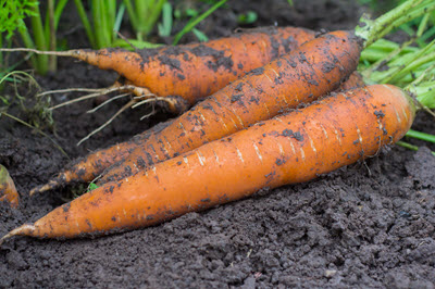carrots in the field