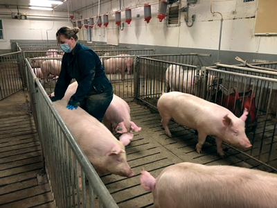woman wearing a mask in a sow barn checking sows