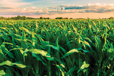 Corn field in sunset