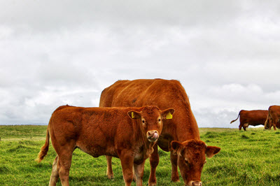 Cow Calf Pair in Pasture