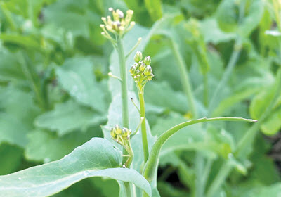 close up of canola plant