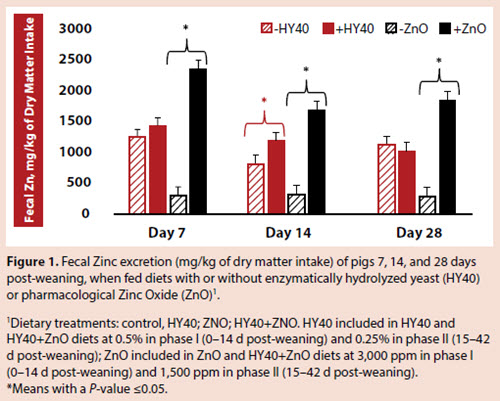 Figure 1 Fecal Zinc Excretion of pigs 7,14 and 28 days post-weaning, when fed diets with or without enzymatically hydrolized yeast or pharmacological Zinc Oxide