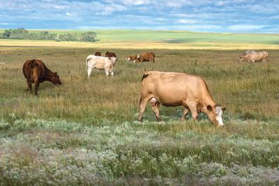 cows grazing on flat field