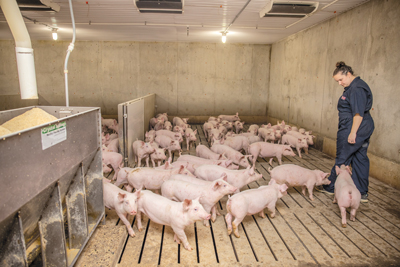 Swine farmer looking at pigs in barn