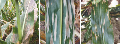 Corn Leaves with Various Diseases
