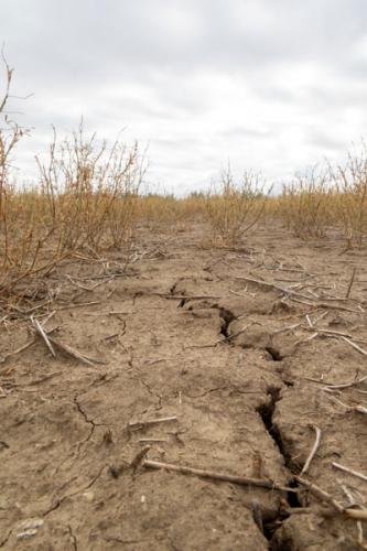 Field Cracking under dry conditions