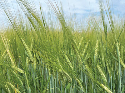 Close up of barley field