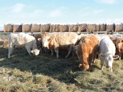 Cattle with Hale Bales in background