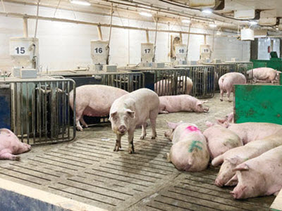 Pigs in gestation with ESF stations