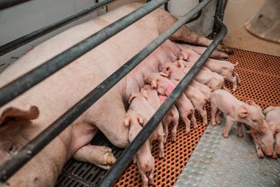 farrowing crate piglets