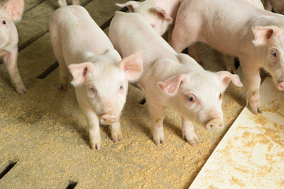 feeder pigs standing on floor