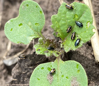 flea beetles on plant