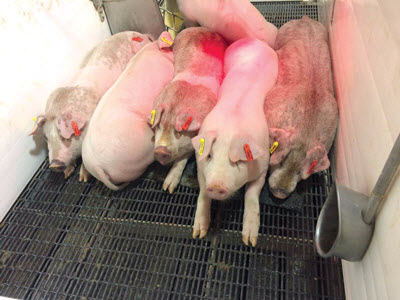 Gene Edited Pigs