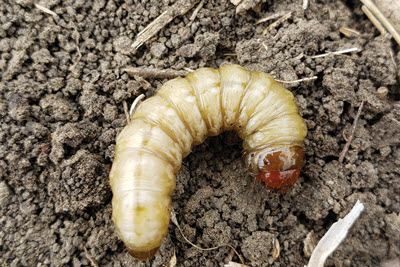 Glassy cutworm on soil