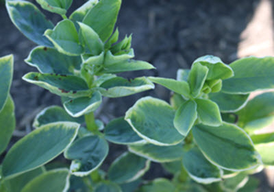 Fava Bean Plant with Infinity Carryover Injury