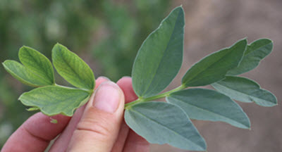 An injured fava bean leaf compared to a healthy fava bean leaf