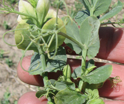 Bleaching and stooling injury on crop