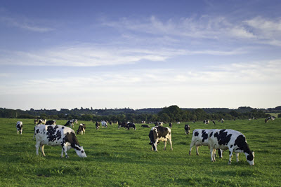  Holsteins in field 