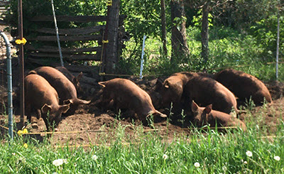 Pigs rooting outside