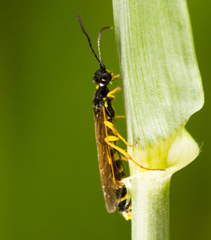 wheat stem sawfly