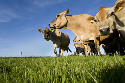 jersey cattle in pasture