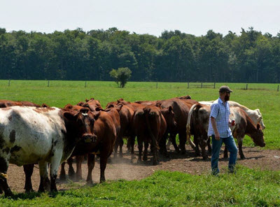 John with cows
