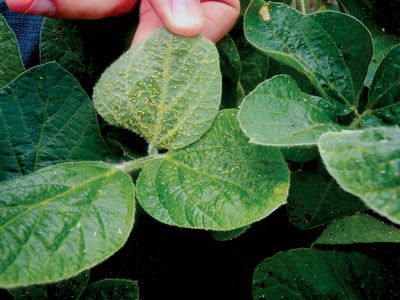 aphids on soybean plant