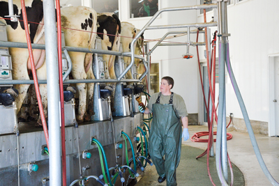 Farmer Setting Up Automatic Milking System