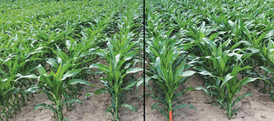 corn crops comparing with and without cover crops