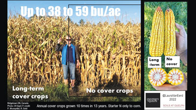 mature corn crop comparing with and without cover crops