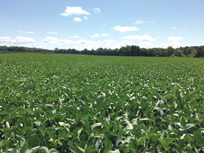 soybean field on a sunny day