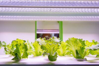 lettuce in vertical farm
