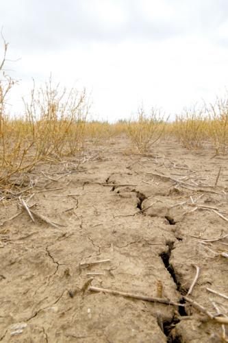 Field cracking due to drought
